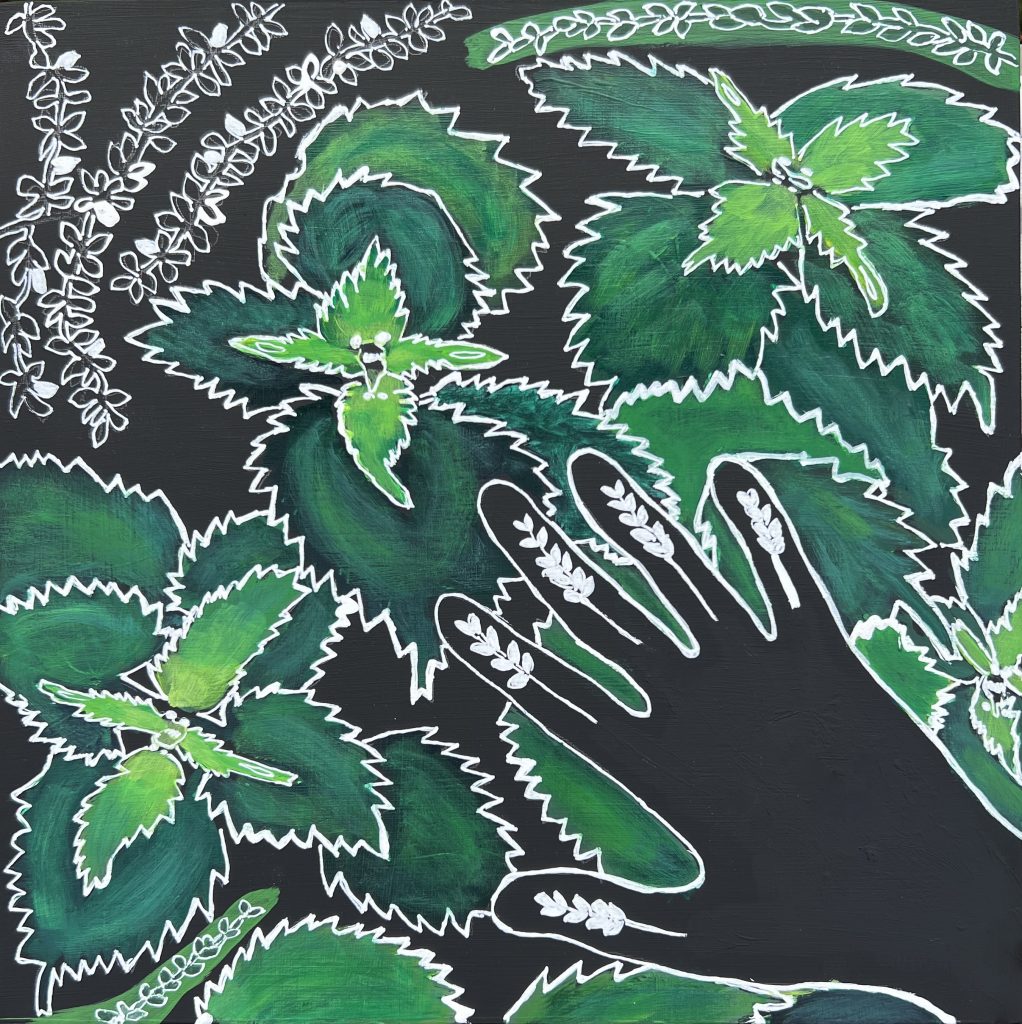 Stinging Nettle